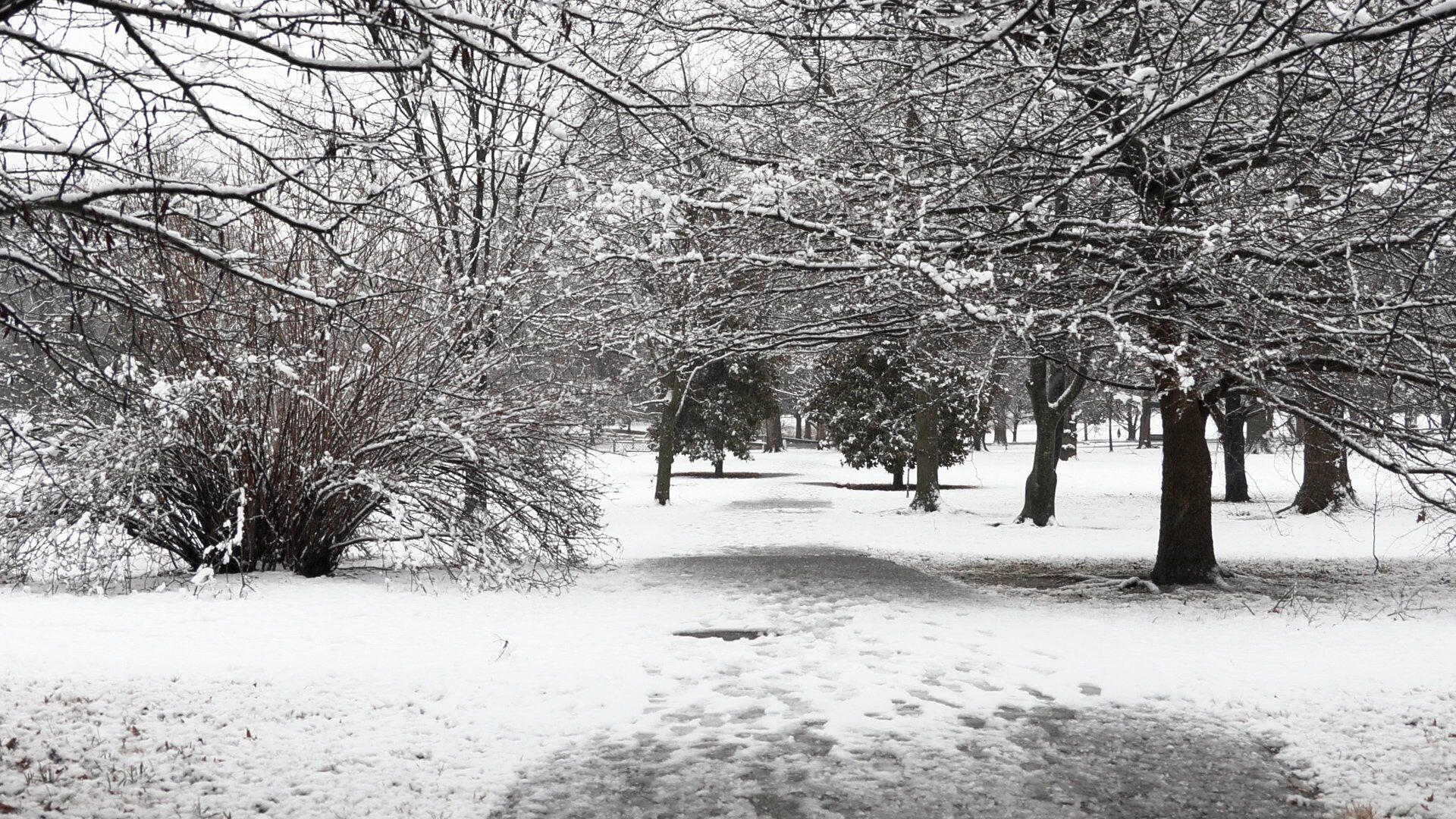 Video: Snow covers the St. Louis region